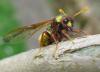 Cimbex quadrimaculatus